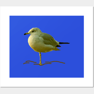 Seagull Perched on One Leg Posters and Art